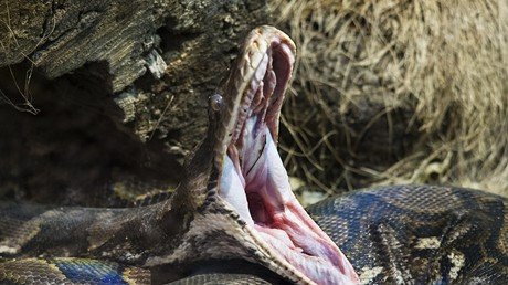 When prey outweighs predator: Python devours deer heavier than itself (GRAPHIC PHOTOS)
