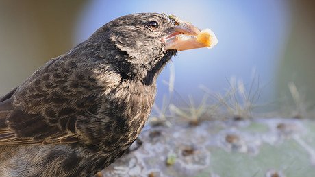 Scientists witness Galapagos finches evolve into new species 
