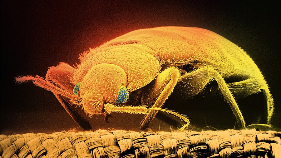 Sleep tight, don’t let the bed bugs ignite: Amateur pest control starts fire (VIDEOS)
