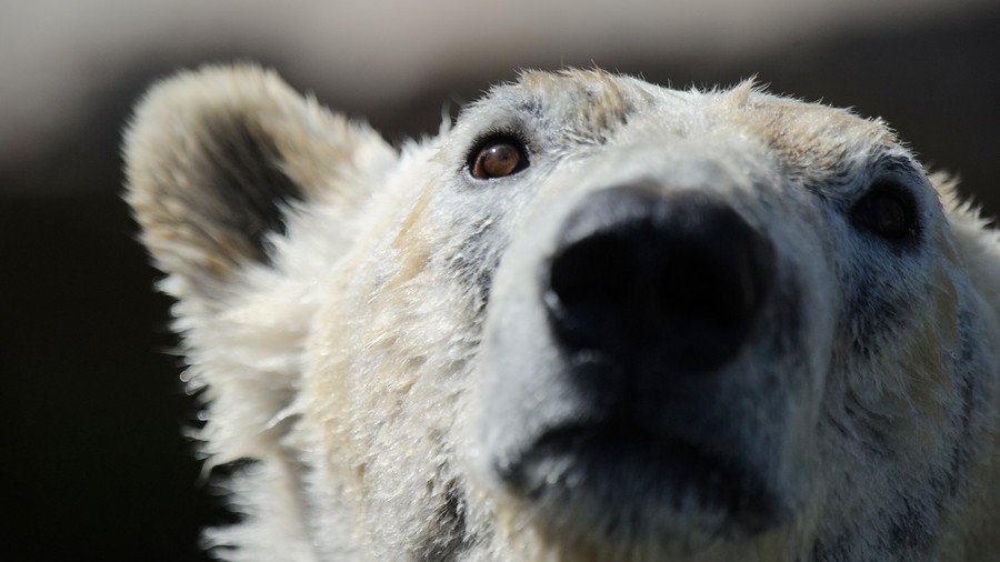 ‘Fake news’ for a good cause? Viral polar bear video not what it seems