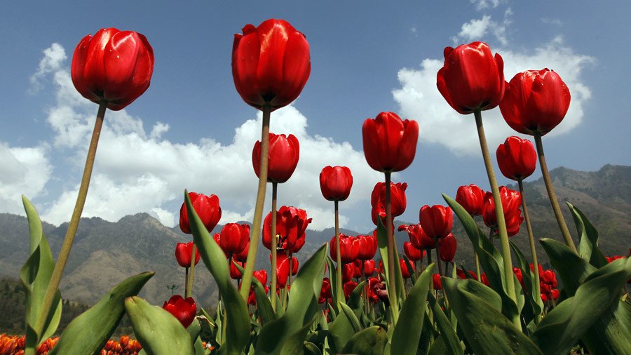 bitcoin bubble tulip mania