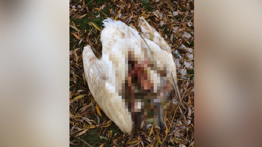 Swans found stabbed and beheaded in London
