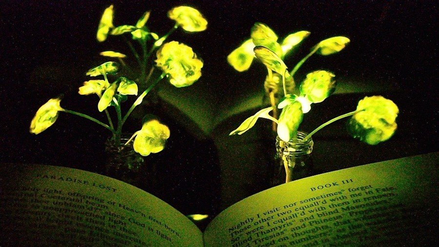 Trees infused with firefly extract could replace street lights (VIDEO)