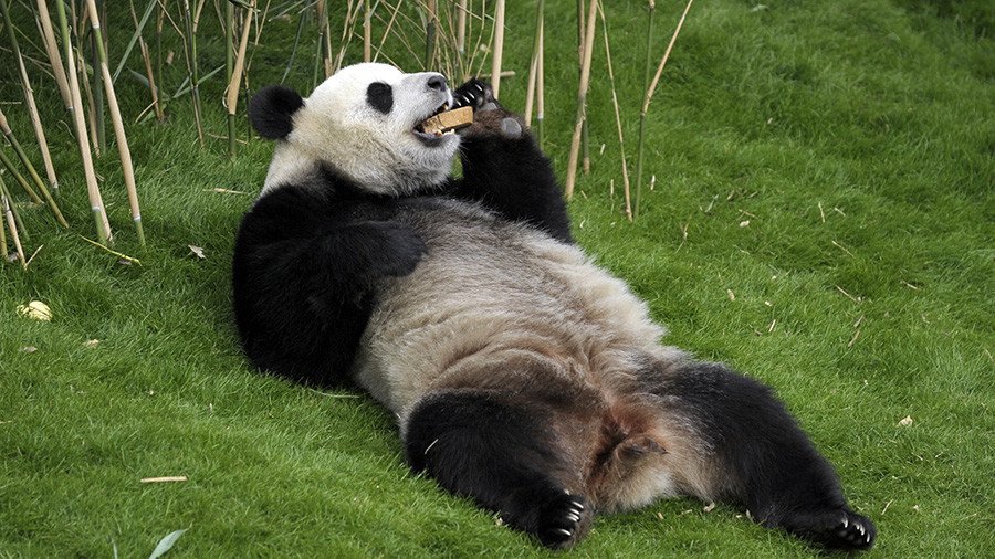 Revo-loo-tionary tissue: Panda poop turned into luxury paper in China 