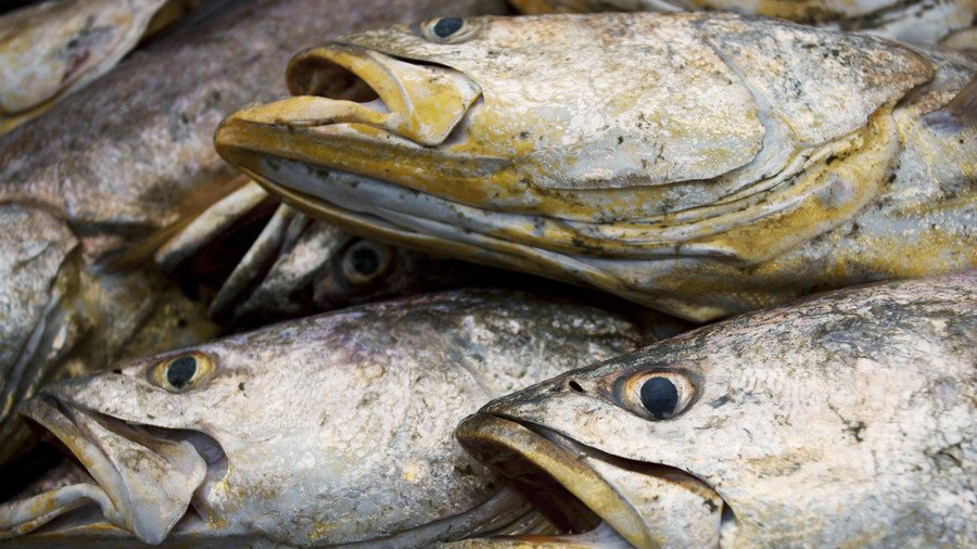 ‘Loudest fish sex on Earth’: Mexican marine orgies deafen other animals