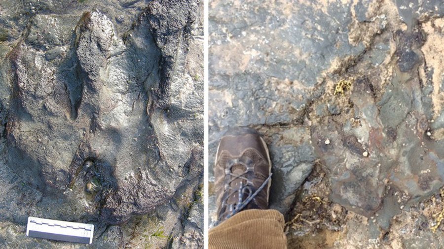 Vandals hammer 115 million-year-old dinosaur footprint in Australia