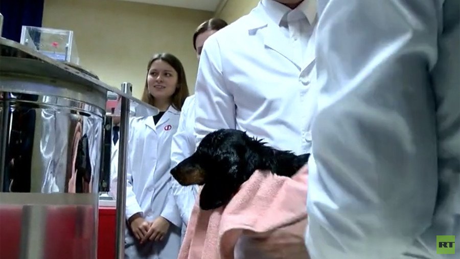  Russian liquid breathing experiment draws animal cruelty criticism (DISTURBING VIDEO)