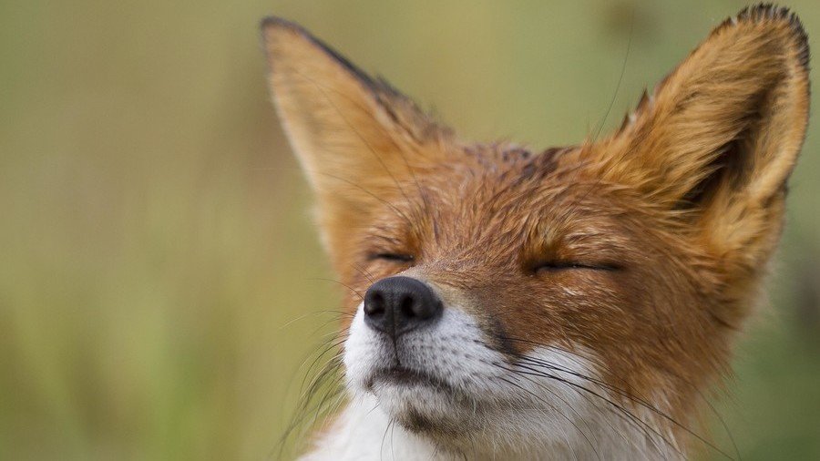 Faux poo? $36mn eradication program which found no foxes in Tasmania deemed a success