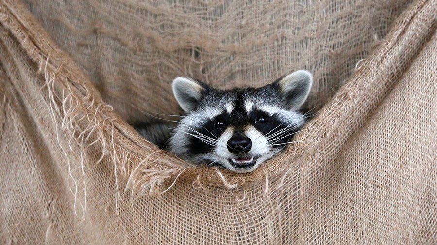 Baby gets rabies shot & stitches after being mauled by a raccoon
