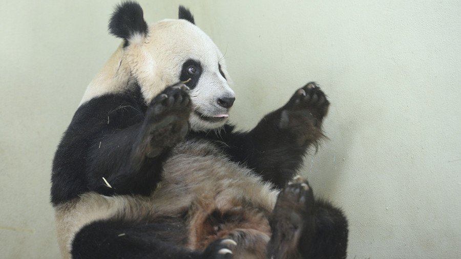 Margaret Thatcher refused to share a flight with a panda, declassified documents reveal