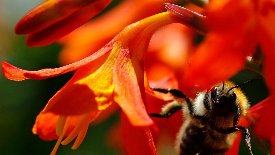 What’s killing the world’s bees? New study claims a surprising culprit