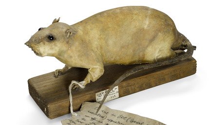 ‘Rat bomb’ designed for British spies to fight Nazis up for auction