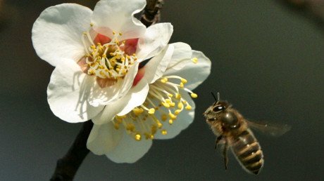 Canada fails to protect bees by opting against full pesticide ban – environmentalists
