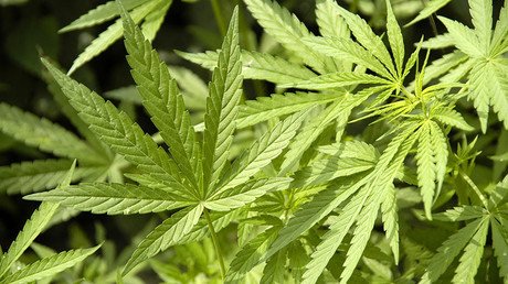 ‘Happy New Year blunts!’ 2018 brings marijuana legalization to California