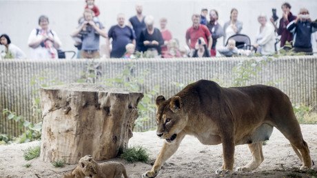 Feed ’em to the lions: Danish zoos reportedly let hungry predators eat visitors' pets