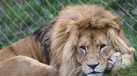 Zoo death threats: Swedish wildlife park exposed for destroying 163 healthy animals