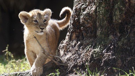London Zoo’s lions so inbred 2 out of 3 cubs dying – report 