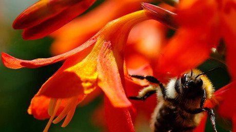 Robot bees: Walmart plots global pollination (IMAGE)