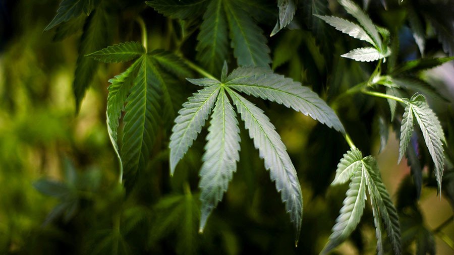 Australia aiming high, wants to become world's top pot exporter when trade opens in February