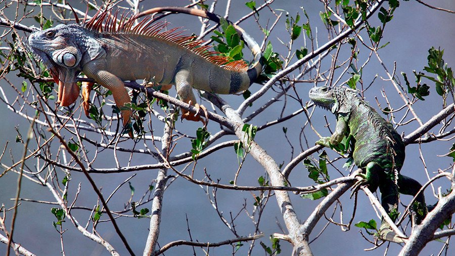 Iggy popsicle: Freezing iguanas fall from trees in Florida (PHOTOS)