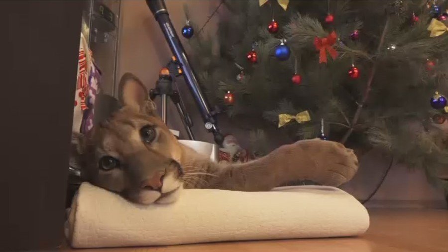 ‘Like owning a dog’: Cougar kept as pet in Russian apartment (VIDEO)