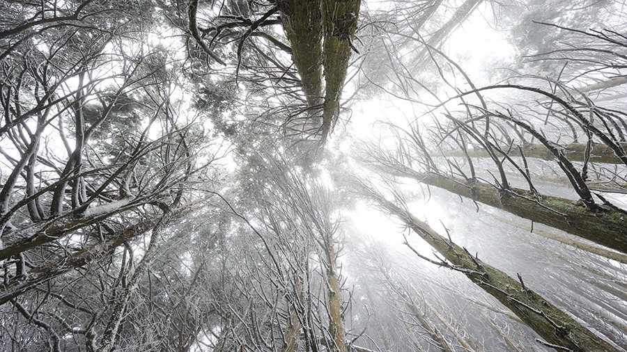 Two lost 11yo boys cuddle with dogs to survive winter night in Urals forest (PHOTOS)