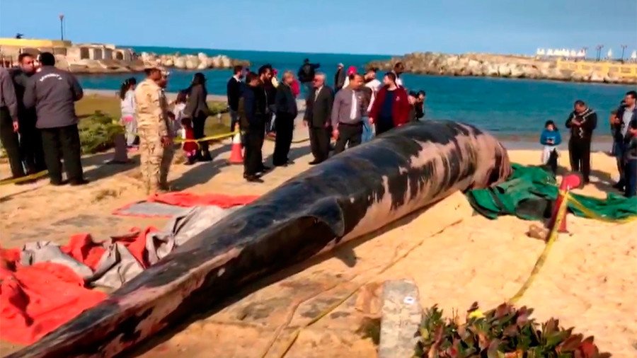 Giant dead whale drifts more than 4,000 km from Gibraltar to Egypt (VIDEO)  