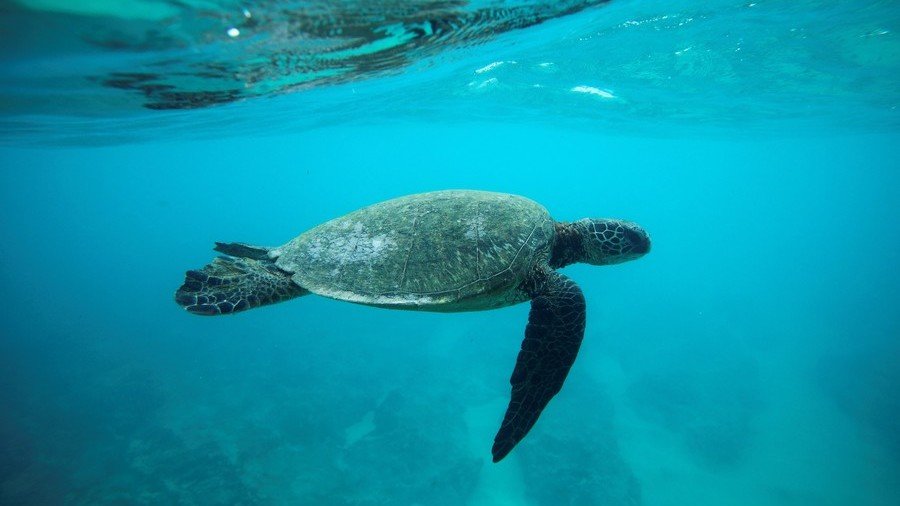 Shellshock: Sea turtle population on Great Barrier Reef ‘turning female’