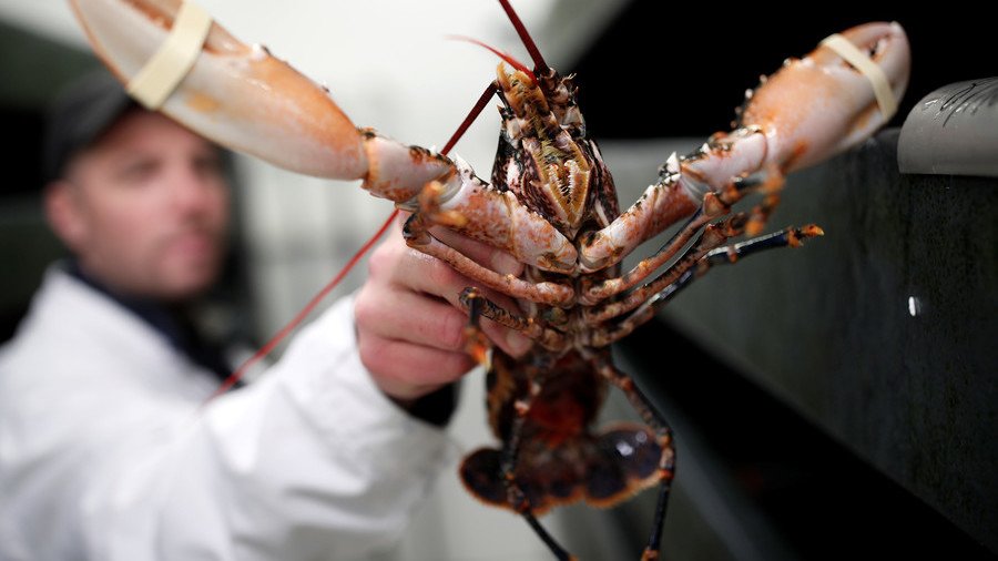 Shell shock! Swiss govt bans boiling lobsters alive under new animal protection rules