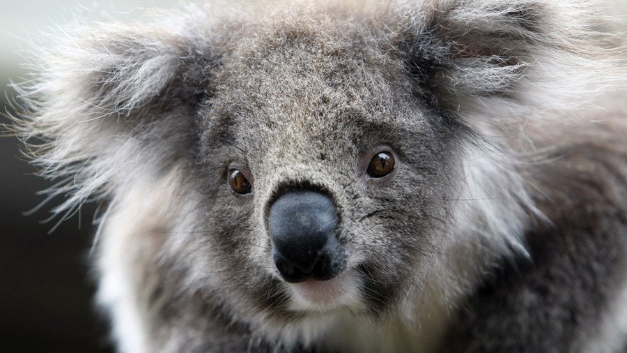 Hunt for ‘evil’ culprit after koala nailed to wooden post (PHOTO)