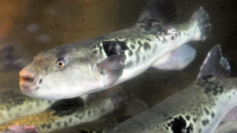 Last supper? Alert in Japan as deadly fugu fish sold by mistake in supermarket