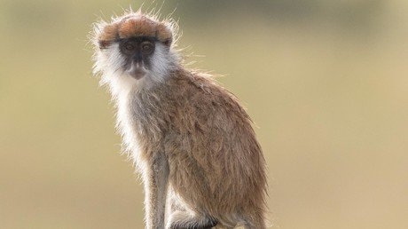 13 monkeys killed in ‘devastating’ safari park fire