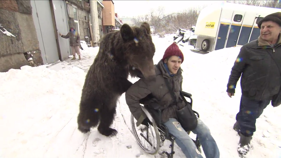 Unbearlievable! Shaggy-haired nurse pushes circus artist to recovery (VIDEO)