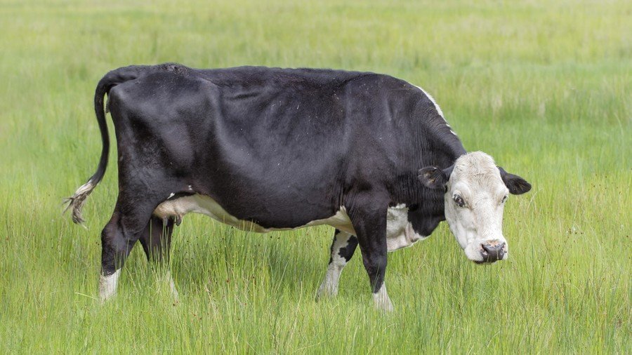 Sexual assault of cows leads pensioner to be banned from all UK farms