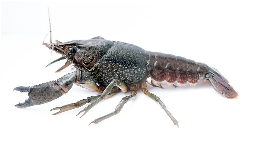 Mutant crayfish invading the world originates from 1 single female