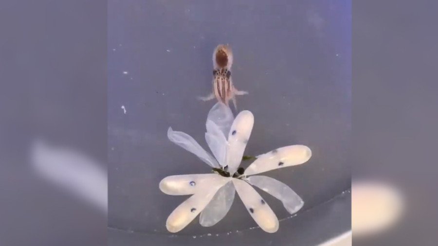 Octo-fuss: Internet goes wild for color-changing hatchling footage (VIDEO)