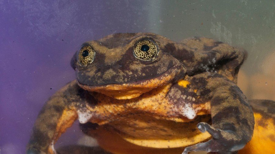 Lonely frogs club: Romeo looks for love (VIDEO)