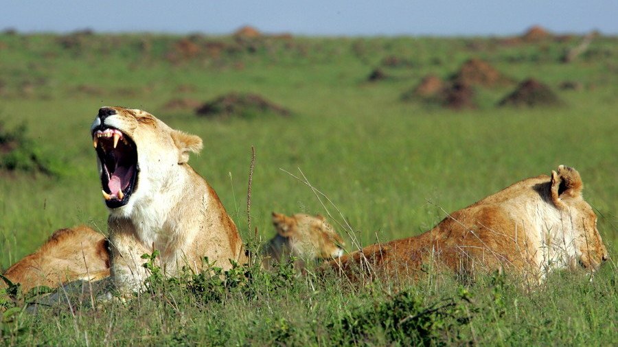 ‘They just left his head’: Lions maul ‘poacher’ to death in South Africa game reserve