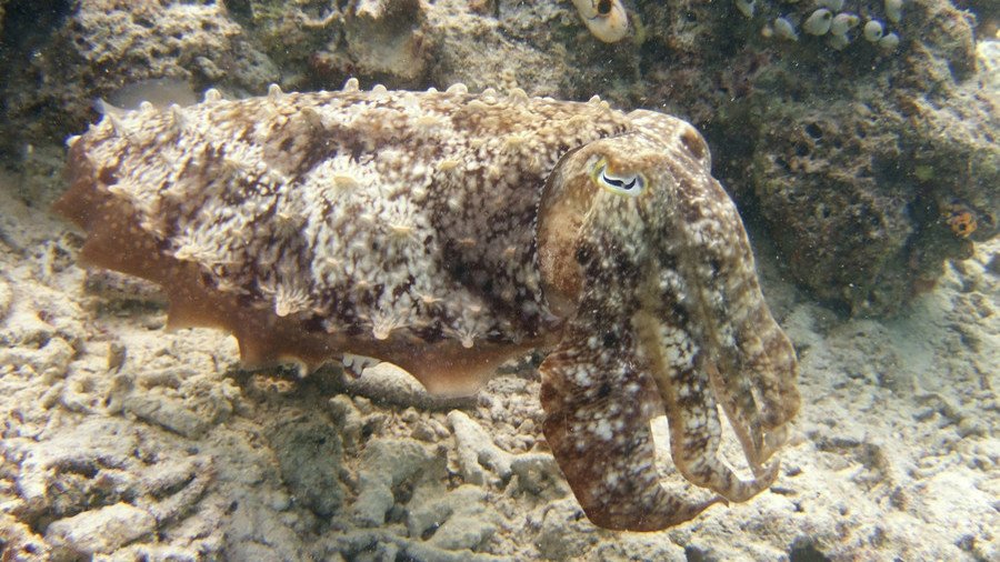 Scientists unlock secrets of 3D ‘invisibility cloak’ using… cuttlefish? (VIDEO)