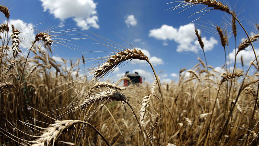 Russian grain exports near record of 50mn tons