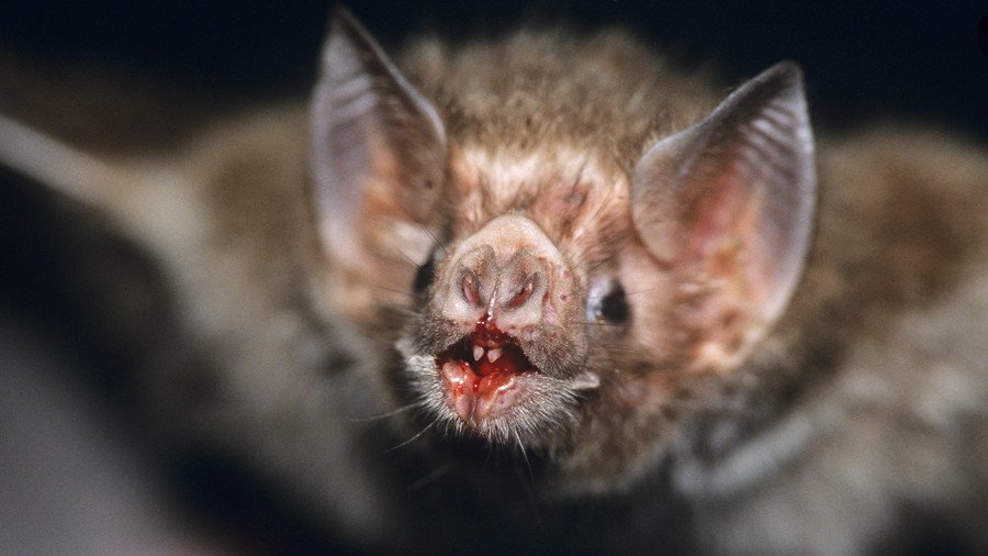 Nosferbatu: Researchers reveal vampire bat’s genetic secrets