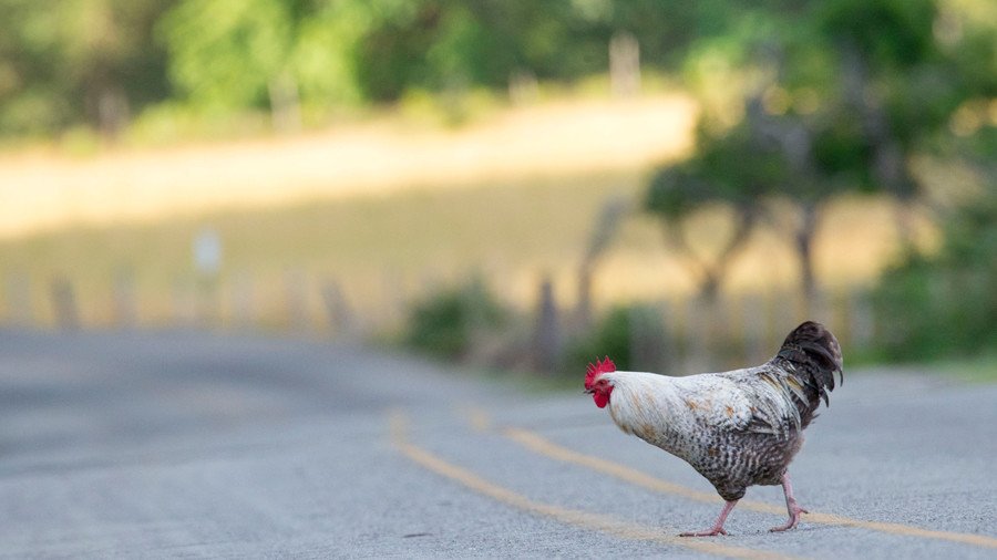 Why didn't the chicken cross the road? Delivery problems force KFC shutdown across UK, Ireland