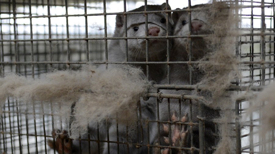 Met police cover up: Officer’s secret role in mink farm operation exposed