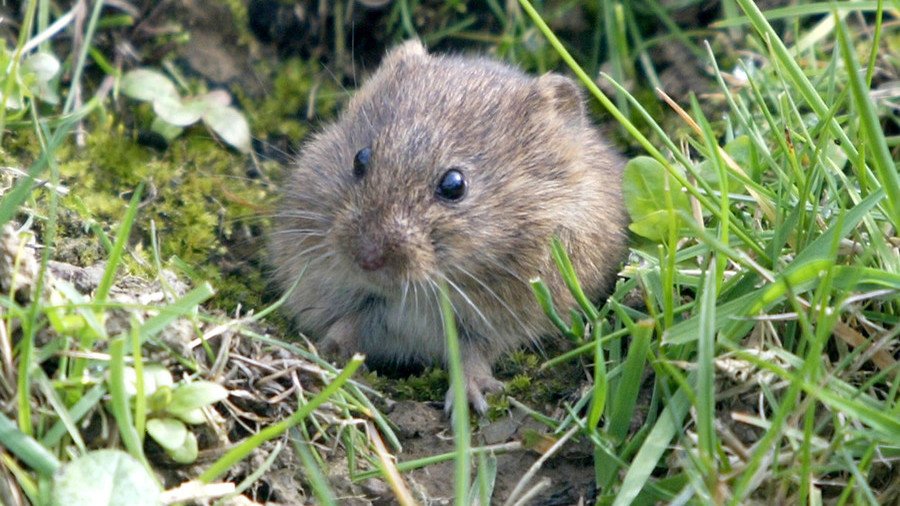 ‘Million Dollar’ mouse hunt: NZ Navy & govt minister go after rodents in subantarctic
