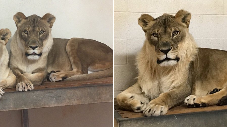  Mane attraction: Zoo baffled after 18yo lioness mysteriously acquires male hair