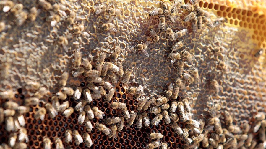 Hiveway robbery: Enormous 'angry' swarm may descend on UK after million-bee heist