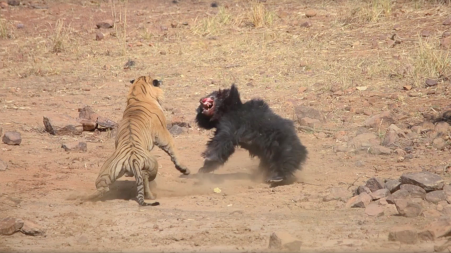 Tiger v bear: Violent safari scrap caught on camera (VIDEO) 