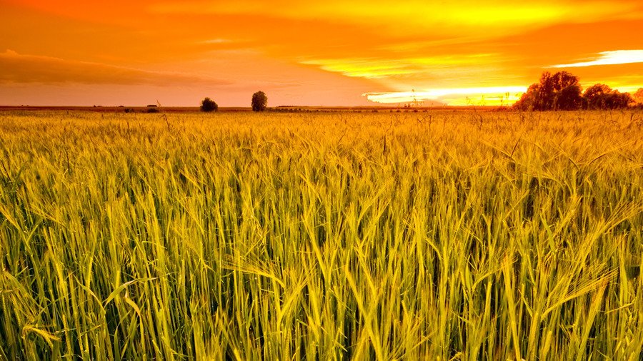 Russian farmers feeding half the world thanks to biggest grain harvest ever 