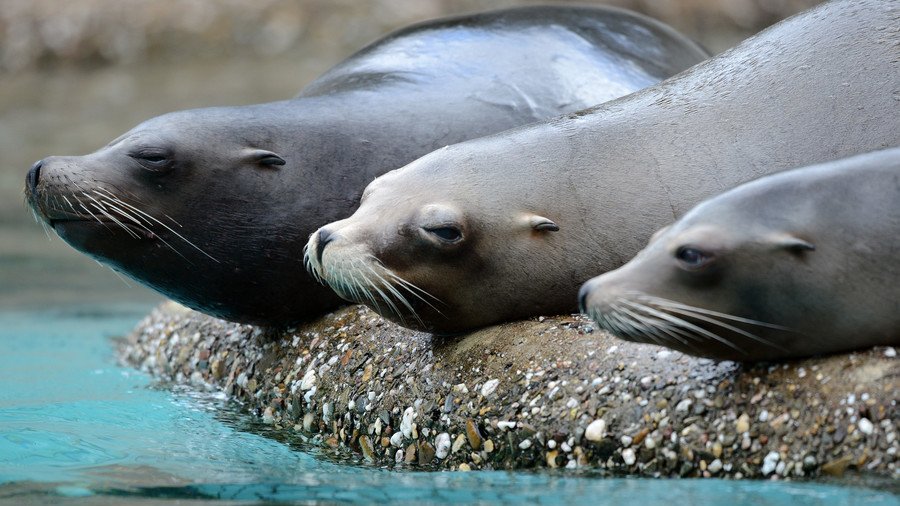 Sea lions at Cologne zoo spark formal probe over night-time antics