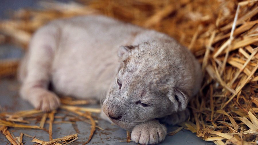 Zoo death threats: Swedish wildlife park exposed for destroying 163 healthy animals